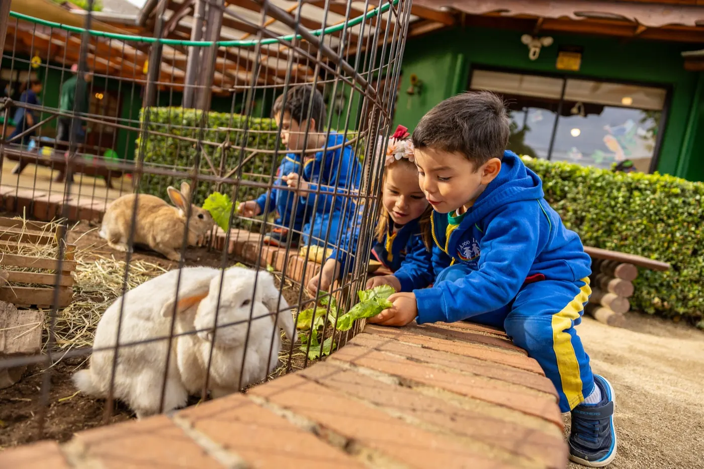 Niños alimentando a los conejos del Jardín Infantil Arco Iris en Concón