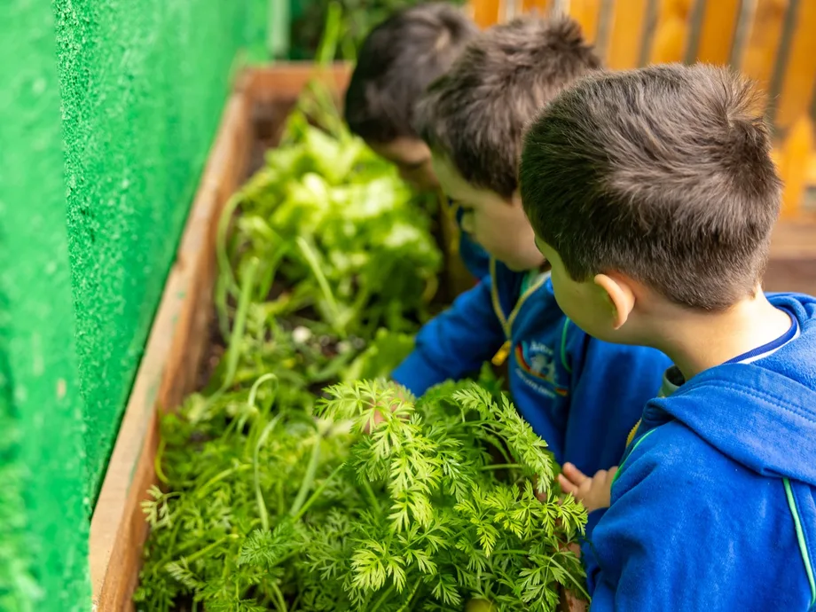 Niños observando las zanahorias del huerto del Jardín Infantil Arco Iris en Concón, a pasos de la Avenida Concón Reñaca